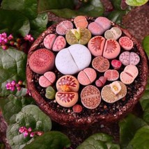 Mixed Lithops Succulent Seeds Lithops Pseudotruncatella 100 Pcs Fresh Seeds - £8.96 GBP