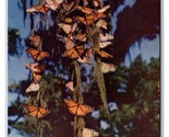Monarch Butterfly Migration Pacific Grove California CA UNP Chrome Postc... - $3.91