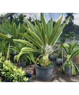Crinum Lily Variegated Live Plant Giant Crinum Asiaticum Spider Lily 12 ... - $38.90