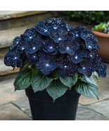 Moonlight Butterfly Begonia  - £20.09 GBP