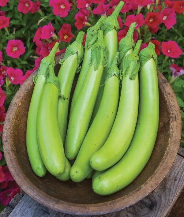 LWS Louisiana Long Green Eggplant Vankai Garden Planting 50 Seeds Fast S... - $178.08 MXN