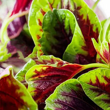 Item image 1 image 1