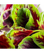 Xishuai Red Amaranth Seeds Fast Growing Purple Red Leaves Disease Resistant - $193.20 MXN