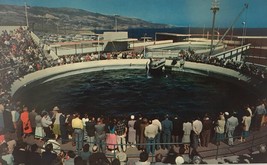 Marineland Oceanarium Dolphin Pool in Palos Verdes, California Vintage Postcard - £4.61 GBP