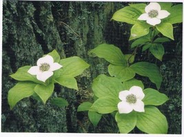 Nature Postcard Mountain Bunchberry Yellowstone Rockies Large Card - £3.15 GBP