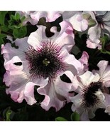 SM 50 Ruffle Pink White Petunia Seeds Hanging Baskets Flowers Annual Eas... - €9,76 EUR