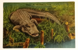 Alligator An Old Timer Reptile Florida FL Linen Curt Teich UNP Postcard 1947 - $4.99