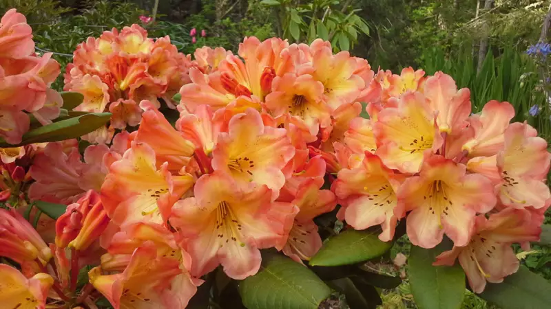 HONEY BUTTER Azalea Rhododendron Deciduous baby a Beautiful Color - £31.16 GBP