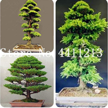 10 PcsBag Mini Japanese Cedar Seed Tree Easy to Plant Seed Decoration Th... - £6.20 GBP
