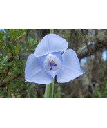 15 Gelasine Coerulea Seeds, Outdoor Flower Plant - $18.99