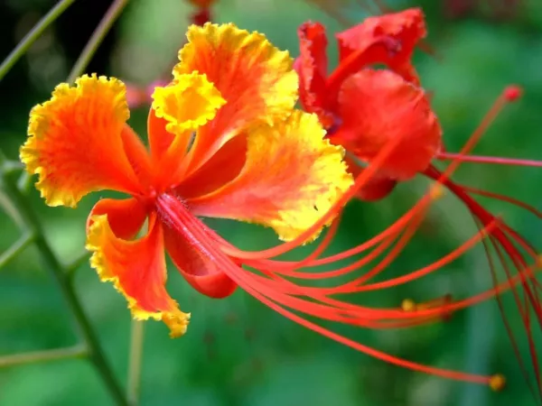 Red Bird Of Paradise Flower Seeds For Planting-10 Seeds-Caesalpinia Pulc... - £13.23 GBP