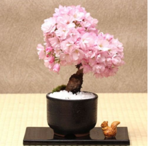 New Fresh 20Pcs Cherry Bonsai Bonsai Tree Japanese New Blossoms Sakura Seeds Flo - £4.29 GBP