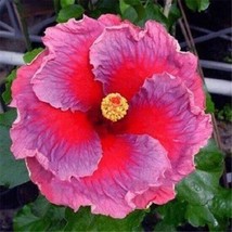 20 Pink Purple Hibiscus Seeds Flowers Flower Seed Perennial Bloom 144 - £6.44 GBP