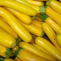 USA SELLER Zucchini Seeds Summer Squash 50 Golden Zucchini 60 Days - £14.52 GBP