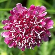 25 Rosecolor Scabiosa Pincushion Flower Seeds PerennialFrom US - $8.35