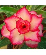 2 Pcs 4-layer Red Yellow Adenium - $303.85 MXN