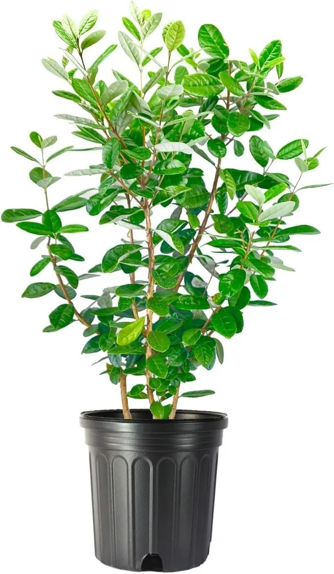 Pineapple Guava Extra Large 3 Gallon Plants Feijoa Sellowiana Edible - £76.07 GBP