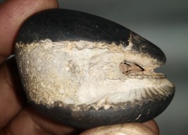 Raro Laxmi Narayan Shaligram/Lakshmi Narayana Salagram - Gandaki River N... - $468.18