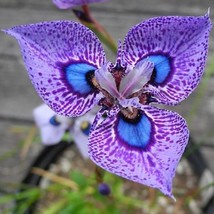 200 seeds Phalaenopsis Butterfly Orchid Seeds Flower Seeds,Orchid Plants,Orchid  - £3.57 GBP