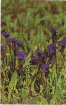 Montana Postcard Fringed Gentians Yellowstone National Park - $2.96