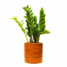 Catleza 8&quot; Small Planter for Indoor and Outdoor, Suitable for Plants, Herb, Succ - £21.75 GBP