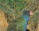Native birds of New Zealand (The Microtone colour book series) Brathwait... - $70.29