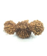 Rare Collector Size Trijuti Rudraksha - Java - Lab Certified - £2,170.74 GBP