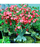 2 Seeds Adenium Whitish Red Petal Flower Single Layer Fresh Seeds - €11,72 EUR