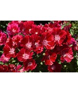 Godetia Scarlet Clarkia amoena 300 Seeds Free Shipping - $5.44 CAD