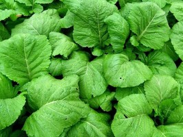 200 Seeds Florida Broadleaf Mustard Green Create A Lush Garden With Premium - £7.11 GBP