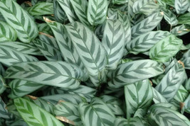 25 seeds Leopard Calathea Instant Planting Magic - £8.85 GBP