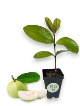 Peruvian White Guava Tree - White Guava Plant – Psidium Guajava - $19.77