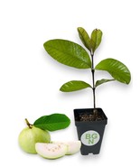 Peruvian White Guava Tree - White Guava Plant – Psidium Guajava - $19.77