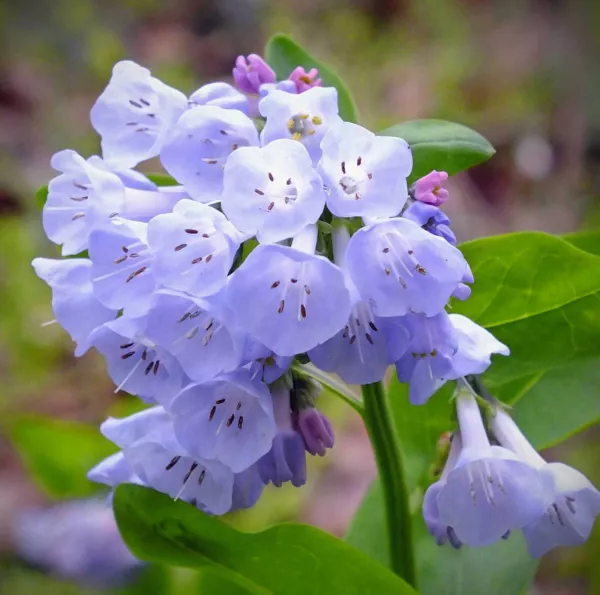 Mertensia Virginica Virginia Bluebells Virginia Cowslip 10 Seeds Fresh Seeds - £18.90 GBP