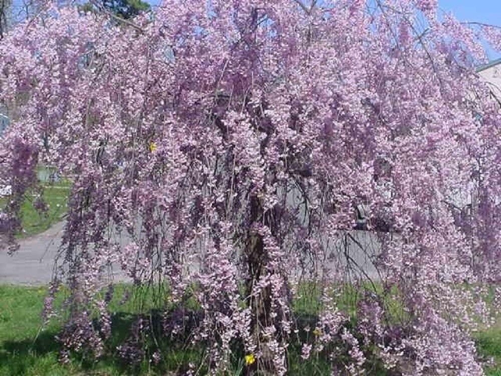 5 Purple Willow Seeds Tree Weeping Flower Giant Full Landscape Garded Ya... - $12.37