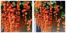 50 Seeds Orange Weep Begonia Flowers Hanging Plant Lots of Weeping Blooms - £19.77 GBP
