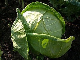 1000 Cabbage Charleston Wakefield Garden Heirloom Vegetab Seeds - £7.07 GBP