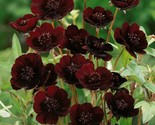 KKG 200 Chocolate Cosmos Seeds Easy Grow - $12.76