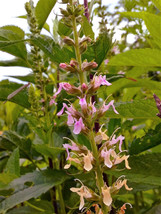 Sell Store 100 Canadian Germander American Wood Sage Teucrium Canadense Herb Flo - $9.99