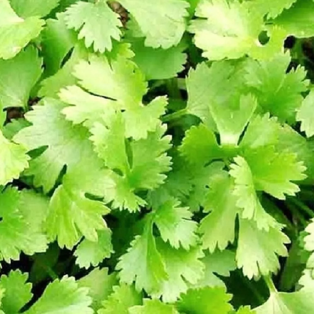 200 Cilantro Seeds | NON-GMO | Heirloom | Fresh Garden Seeds - $10.00