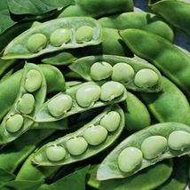 Bush Lima Bean Seed, Fordhook, Bush Lima Bean, Heirloom Non-Gmo - £6.22 GBP