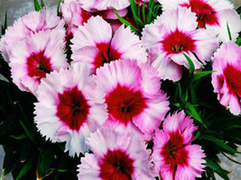 Dianthus Seeds Super Parfait Strawberry 50 Pelleted Seeds Garden USA Seeds - £8.32 GBP