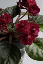 African Red Purple Mini Sky Blue Violet, 100 SEEDS D - $12.35