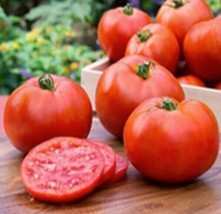 (4) Live Better Boy Tomato Plants.  Stout 4&quot; Tall Plants - £19.75 GBP