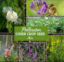 ArfanJaya 1200 SeedsPollinator Cover Crop Mix Ground Cover Wildflower Meadow - £8.17 GBP