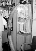 1950s Shop Giant Tusk on Display Hong Kong Photo B&amp;W Negative - £2.72 GBP