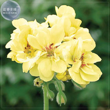 Geranium &#39;Custard Cream&#39; Yellow Flower Seeds FROM GARDEN - £3.98 GBP