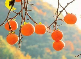 20Pcs Persimmon Seeds Plants Fruit Trees Diospyros Cargillia Garden Natu... - £7.02 GBP