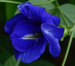 ArfanJaya 5_seeds Clitoria ternatea Double Blue Butterfly Pea - £14.54 GBP