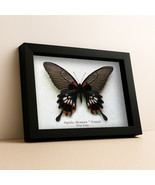 Large Tailed Papilio Memnon Female Real Butterfly Framed Entomology Shad... - $108.65 CAD